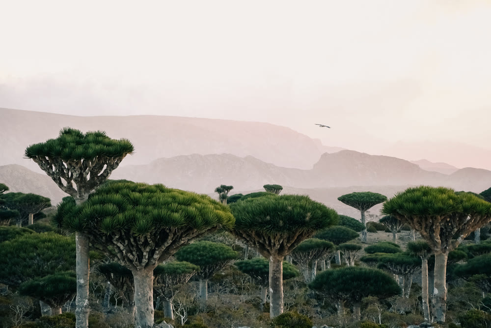 Soft dawn clouds and distant planes. Misty morning trees with layered fog and distant aircraft