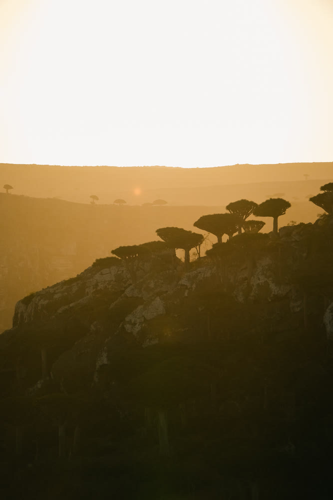 Golden ridge trees at dusk with warm backlight and rocky escarpment mood perfect for travel storytelling