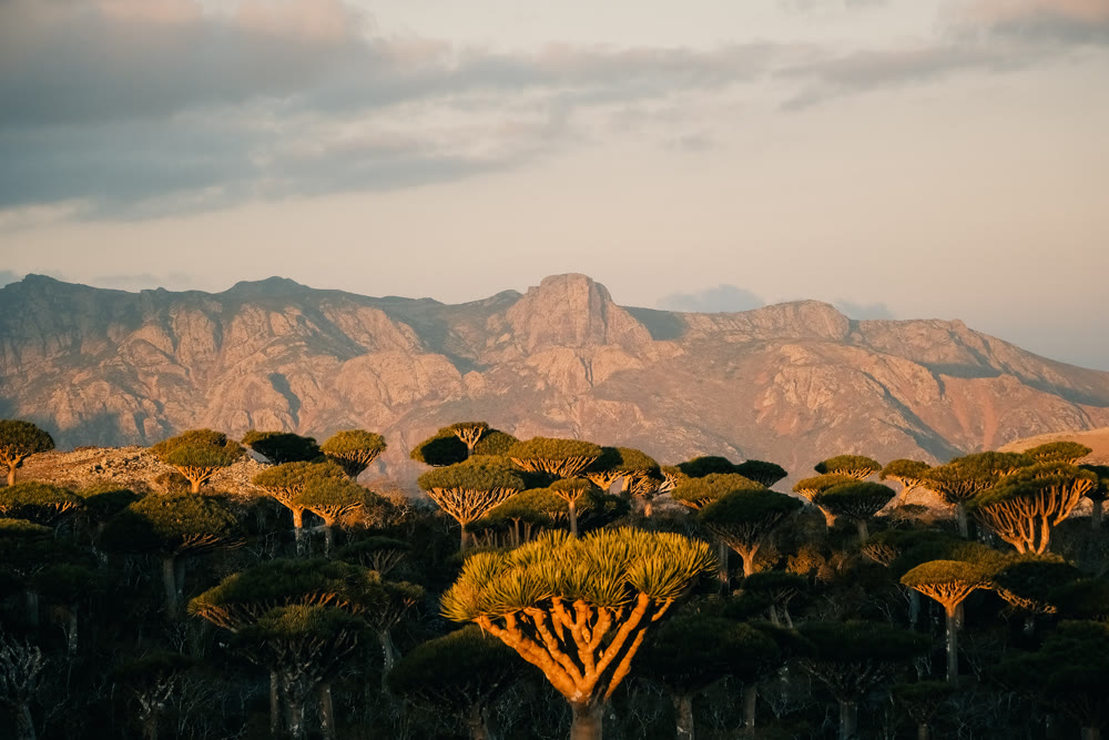 Vivid sunlight illuminates rare flora on remote mountain plateaus creating inspiring views