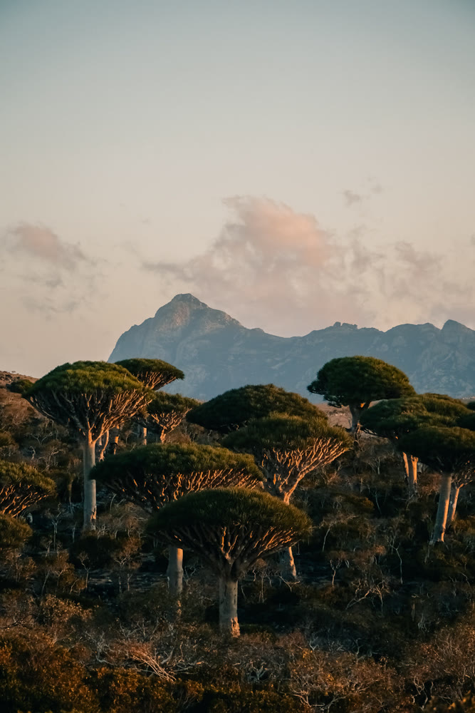 Tall trees surround foggy mountain peak. Vegetation encircles fogcovered mountain summit in soft light