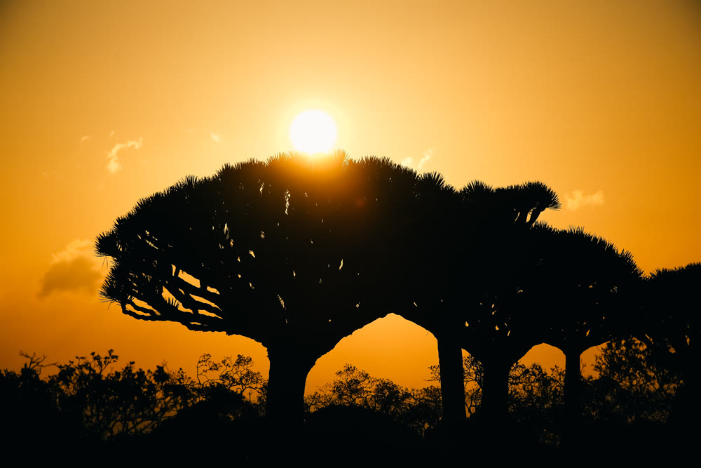Vivid depiction of dragon tree silhouette during sunset with shimmering horizon and elongated shadows