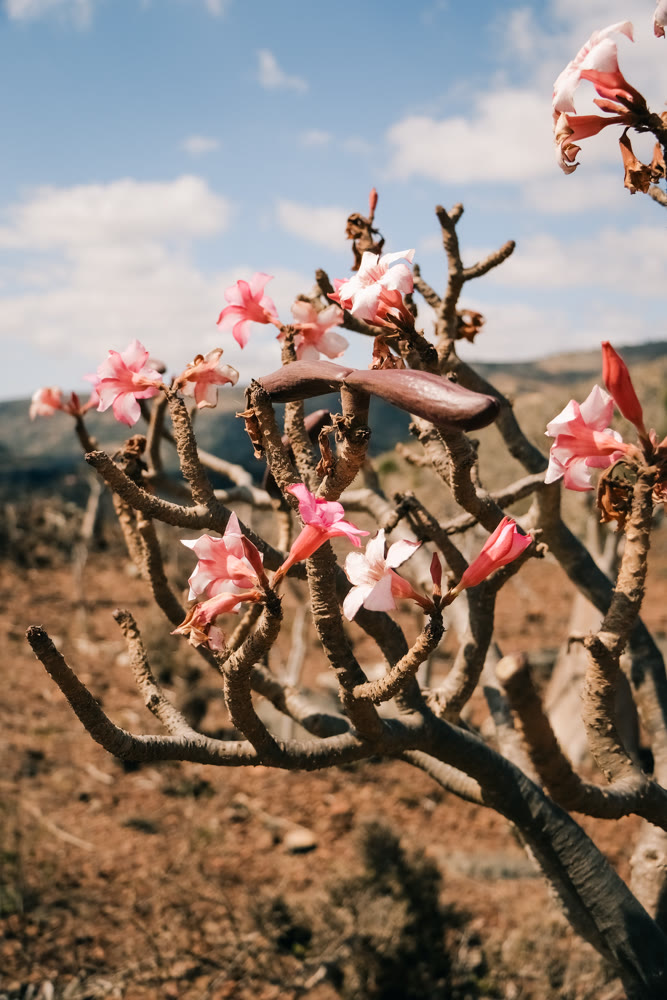 Vivid pink flowers on twisted branches. Colorful adenium blossoms with textured stems and petals