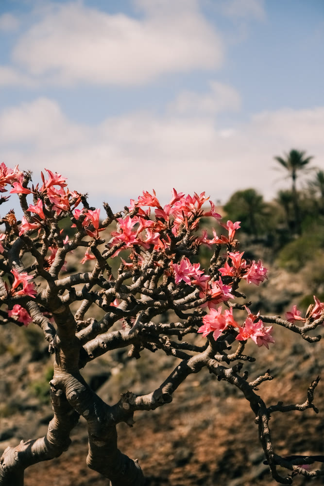 Pink flower display. Showcase of adenium branches featuring pink flowers and dry surroundings