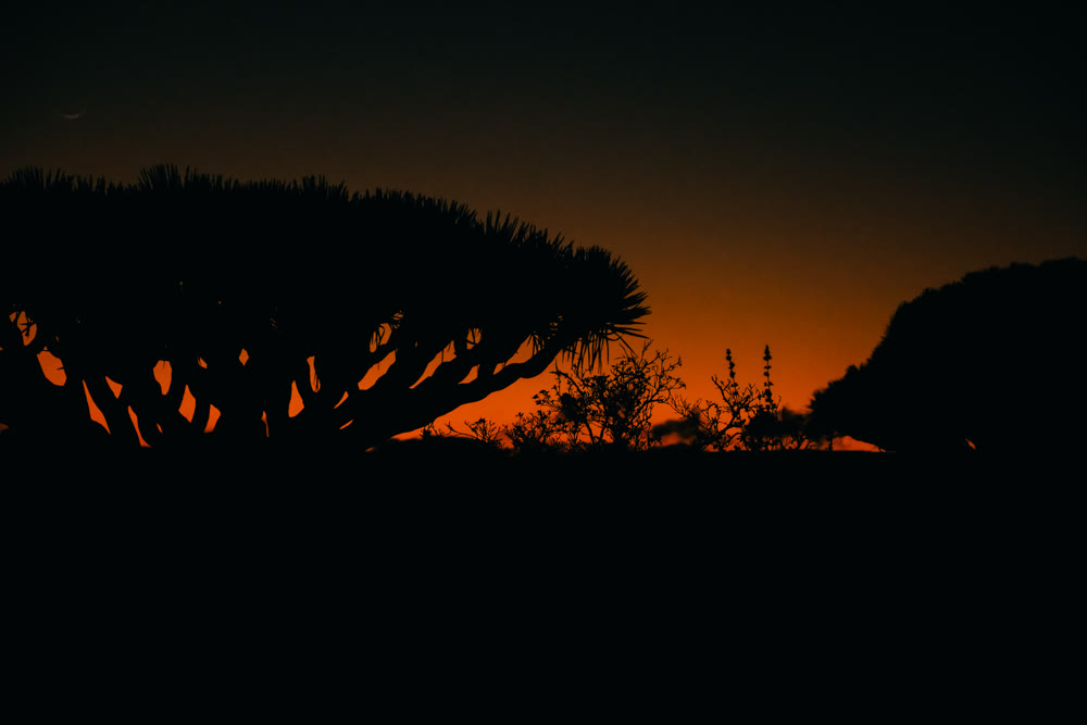 Tree silhouette with dramatic lighting and contrasting colors creating cinematic poster imagery