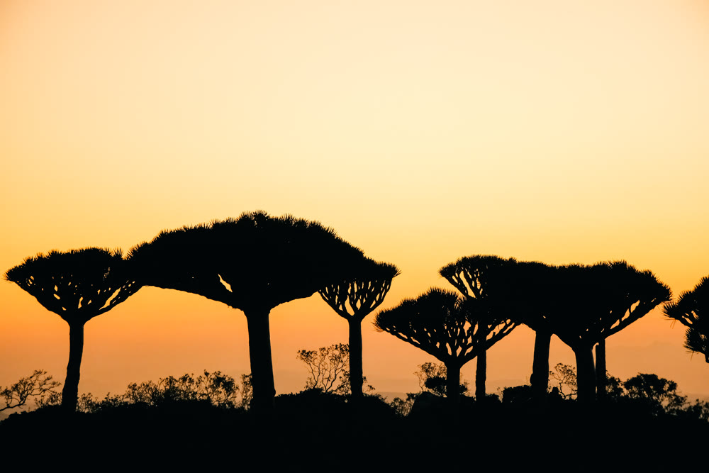 Silhouette sunscape art. Distinct pine silhouettes carve horizon under luminous evening sky with minimalism