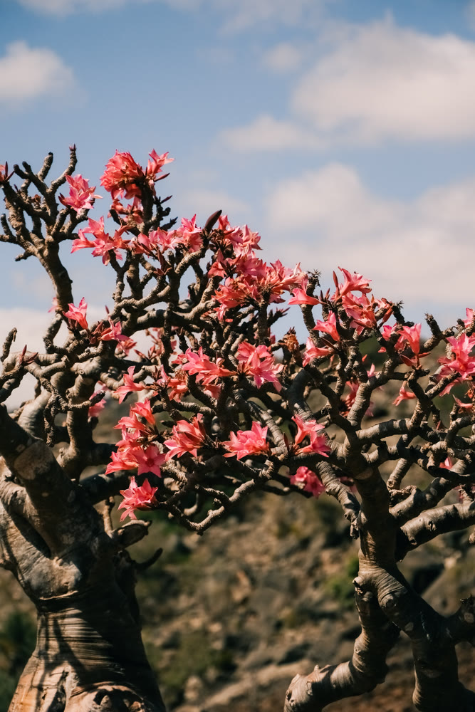 Bright adenium blossoms cluster vividly. Twisted branches adorned with lively floral arrangements