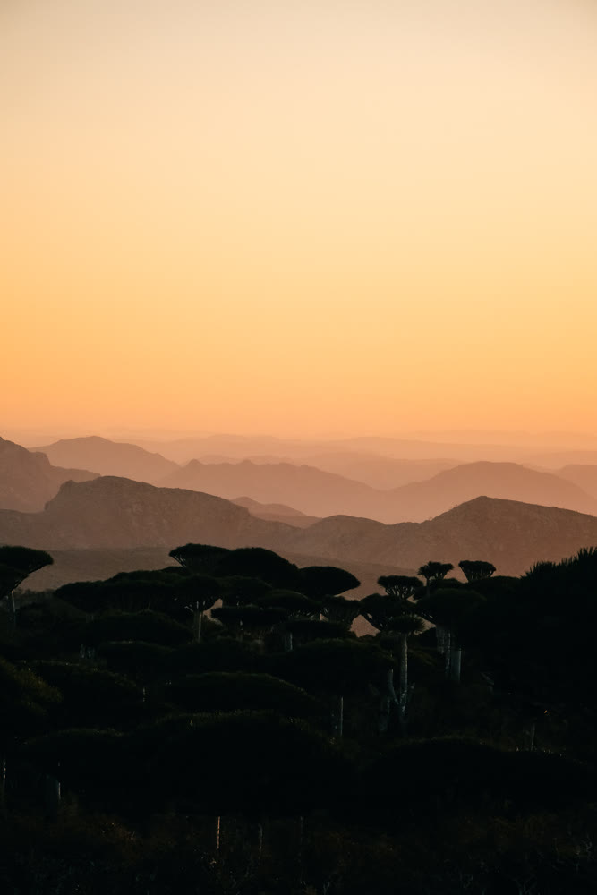 Tranquil sunset illuminating coastal ridges with silhouettes of umbrella pines and soft mist