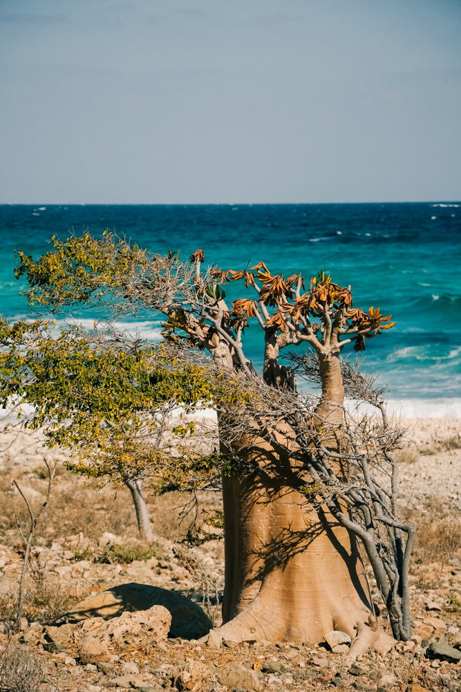 Sturdy tree by sea. Windbattered tree stands resilient against harsh waves and arid terrain nearby