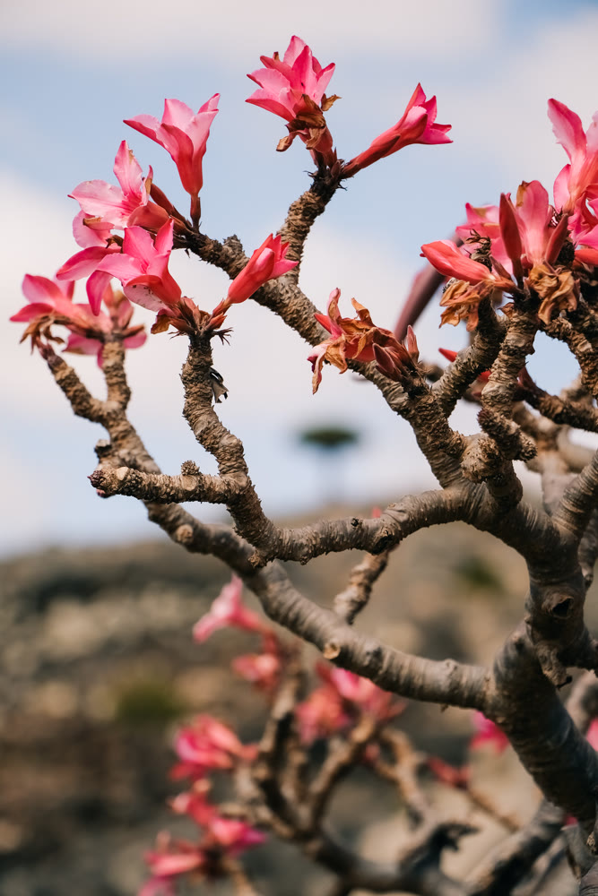 Intimate macro shot of delicate pink flowers. Closeup of vibrant pink flower branches with soft background