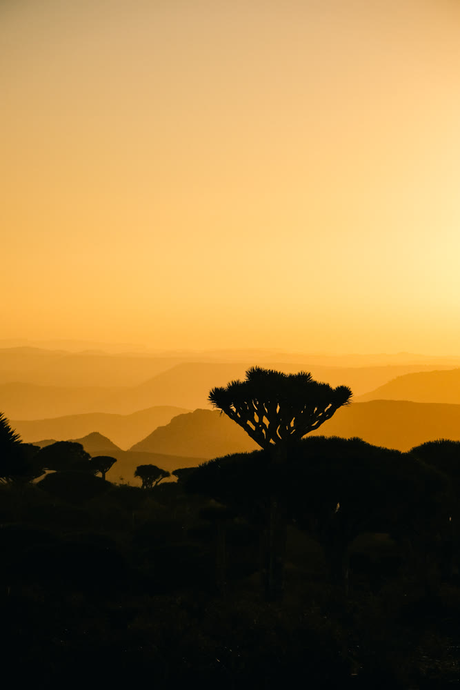 Tranquil sunset view featuring layered mountain ridges and silhouetted tree against warm atmospheric haze