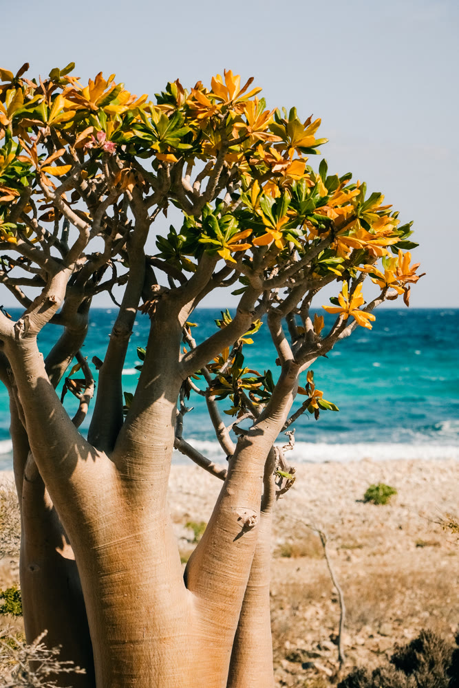 Sunlit coast with blooming bottle tree. Serene seaside scene featuring bottle tree and sparkling water