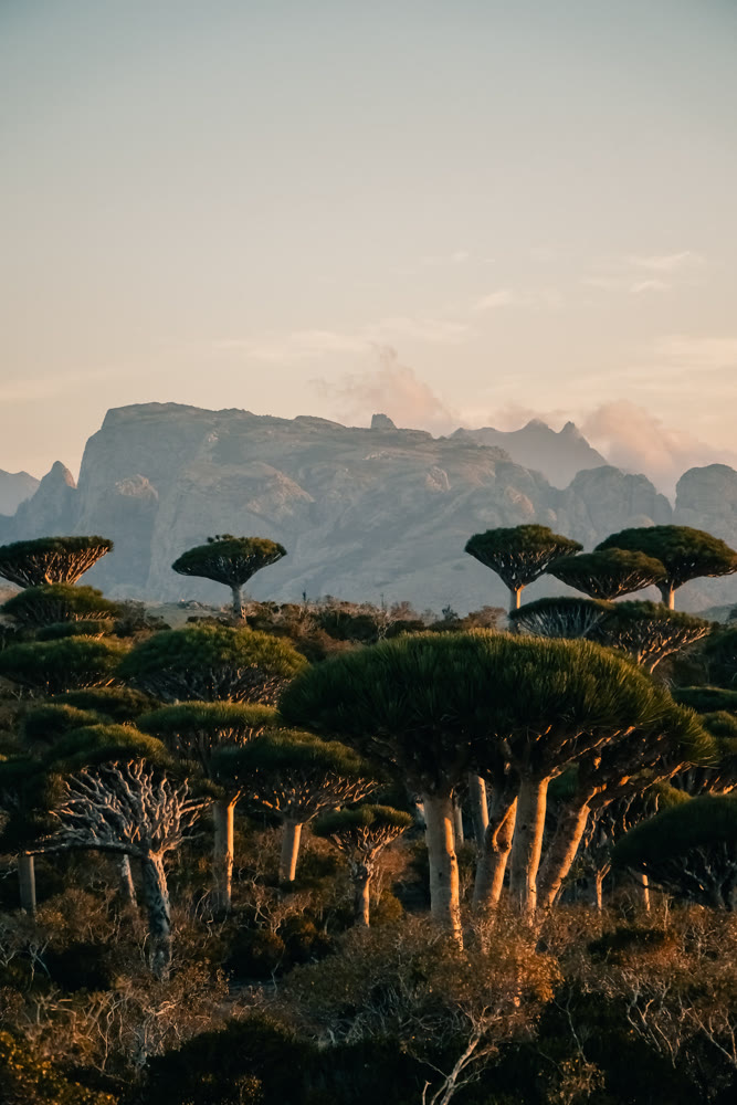 Botanist observing fieldwork in scenic area featuring mountain formations and morning light