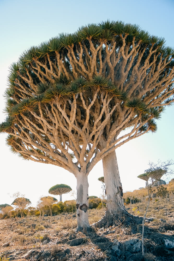 Biologist thoroughly studies and documents detailed tree bark patterns under bright sunlight conditions